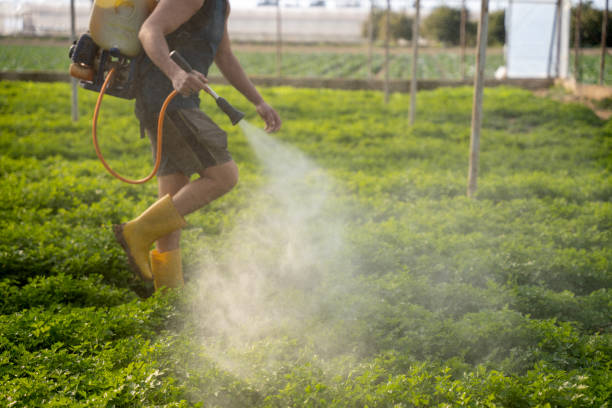 Best Local Pest Control Services  in Sebastian, TX