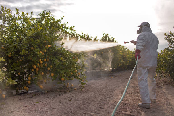Best Bed Bug Extermination  in Sebastian, TX