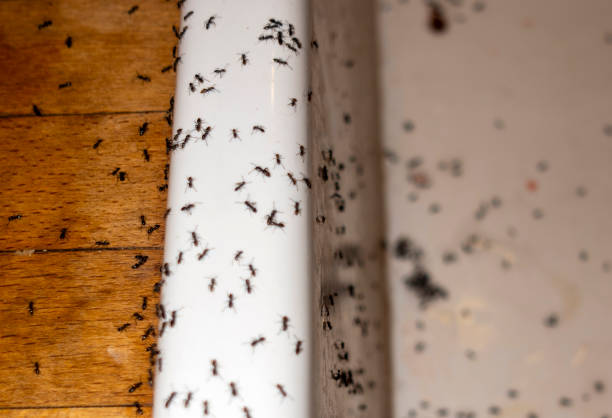 Best Wasp Removal Services  in Sebastian, TX